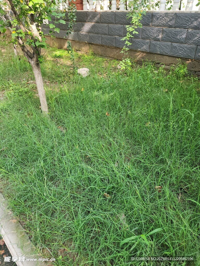 庭院中茂盛的绿草