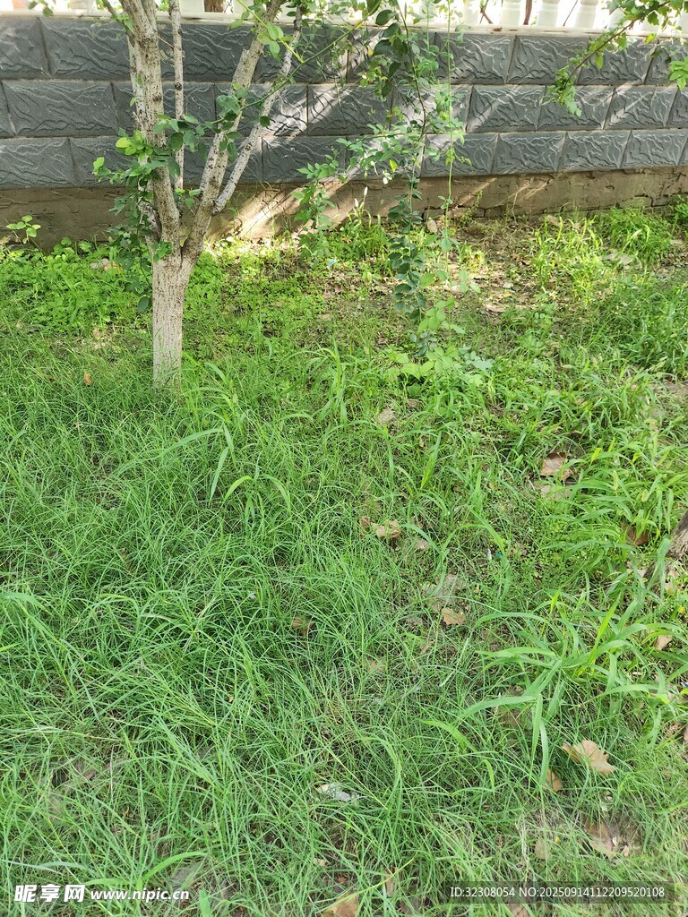 庭院中的绿草与小树