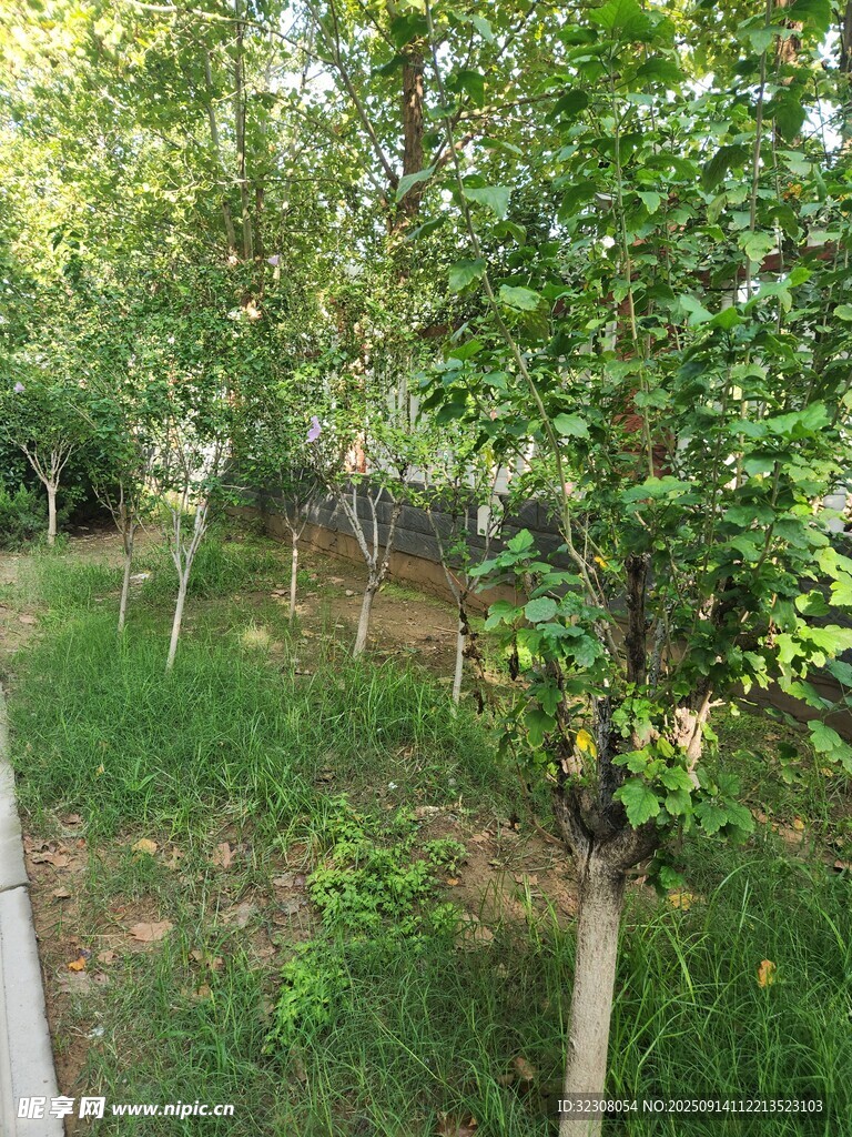绿树成荫的林间小道