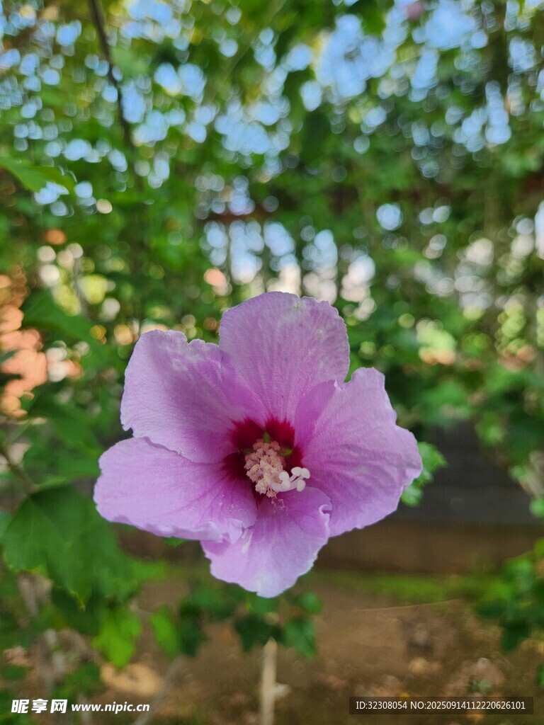 娇艳木槿花绽放