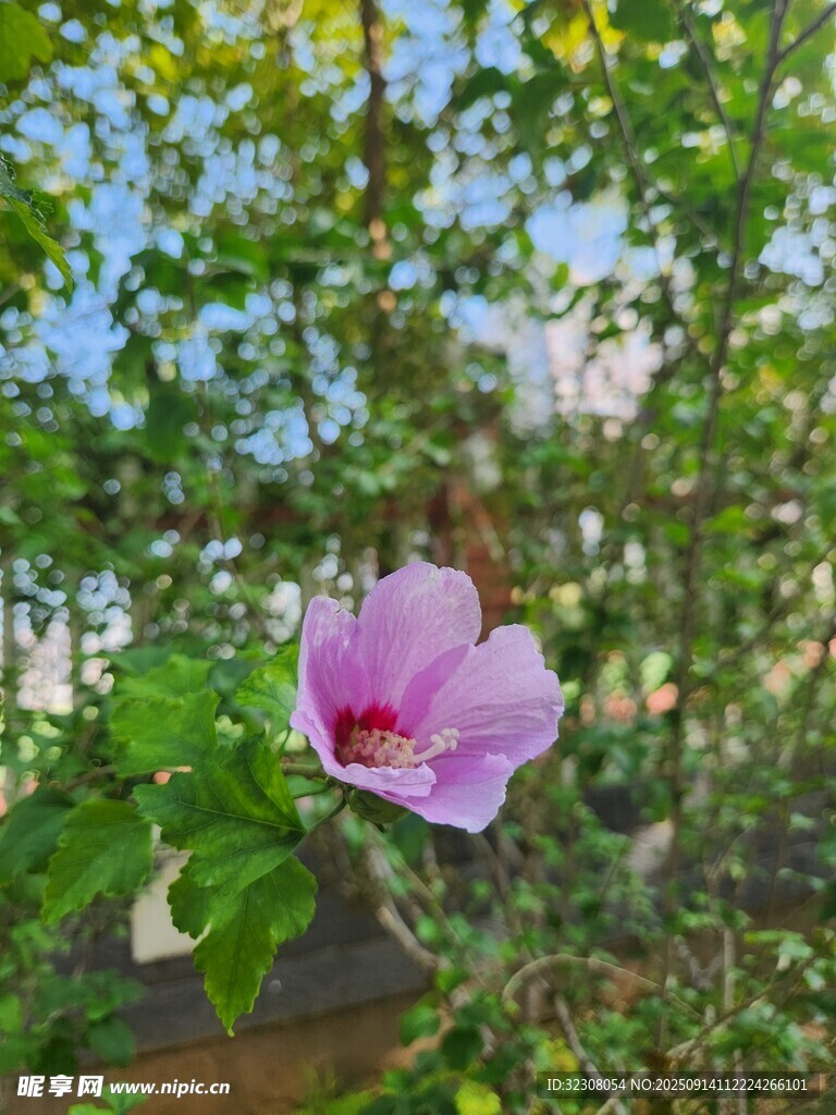 娇艳木槿花绽放绿叶间