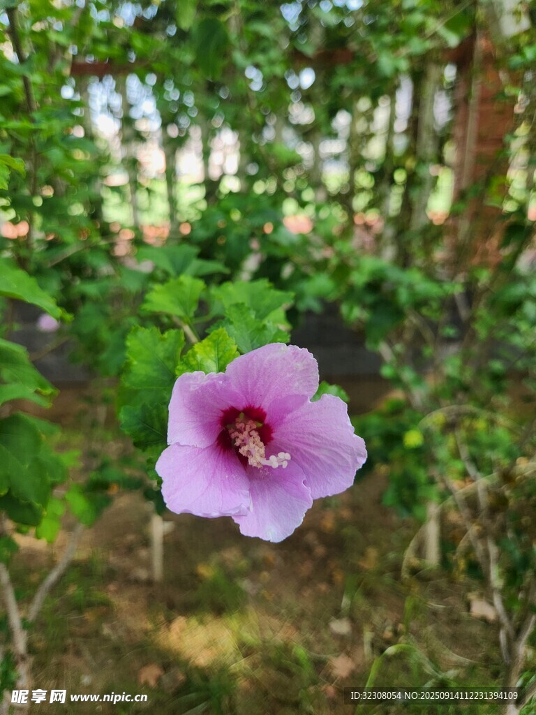 林间绽放的美丽紫色木槿