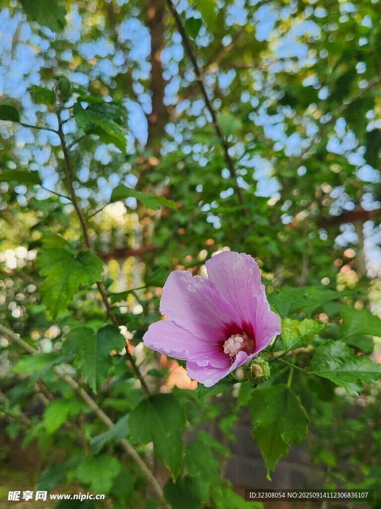 娇艳木槿花绽放于绿叶间