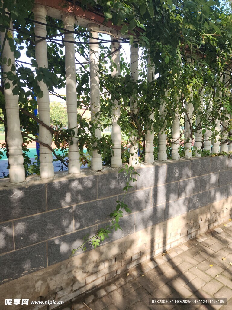 墙边繁茂绿树景观