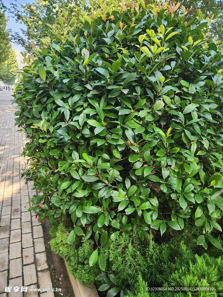 路边翠绿繁茂的灌木景观
