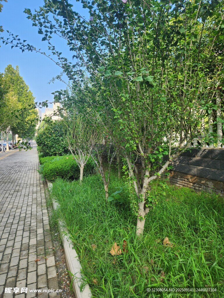 路边绿树成荫的清新景致