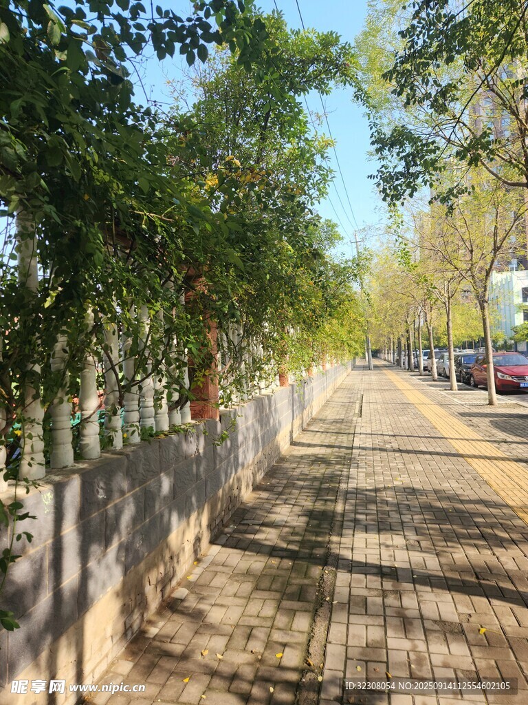 林荫小道 