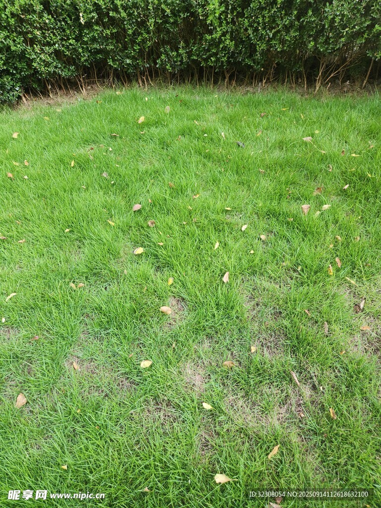 翠绿草坪 
