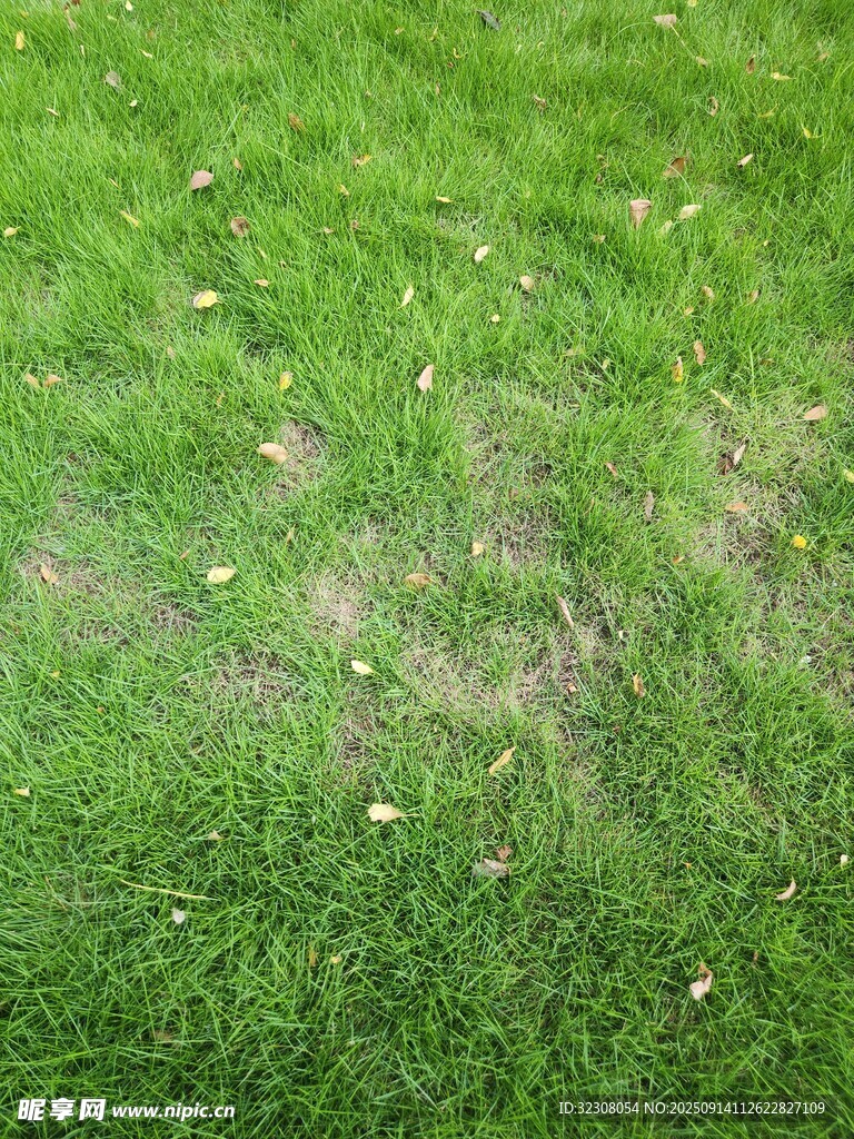 翠绿草地现斑驳痕迹
