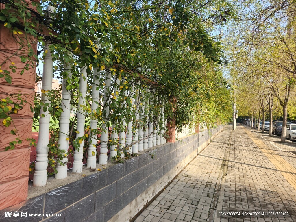 林荫小道 