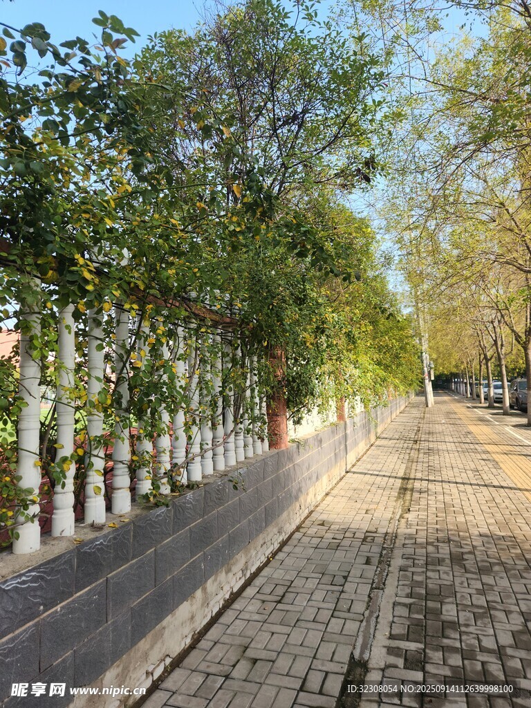 林荫砖石路 