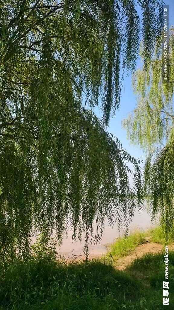 湖畔垂柳