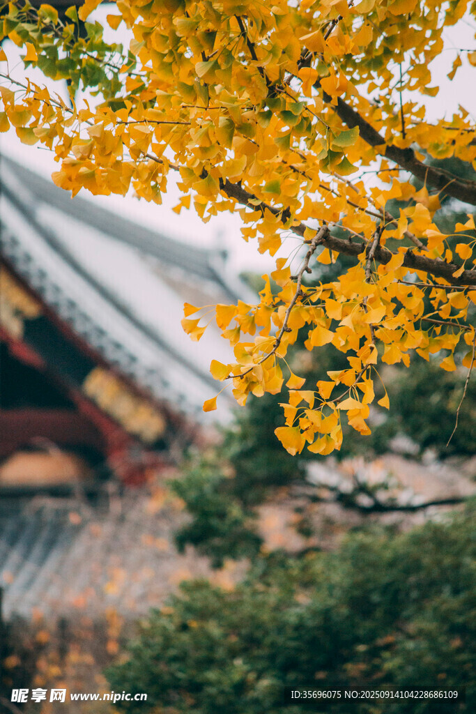 古建旁金黄银杏树枝
