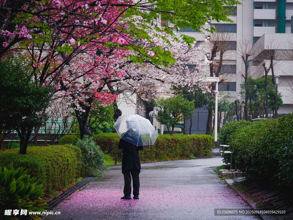 雨中漫步赏烂漫樱花