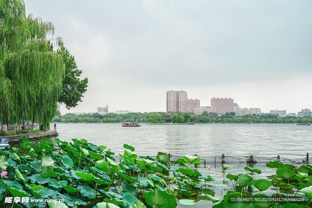 湖畔荷叶与远处楼宇景致