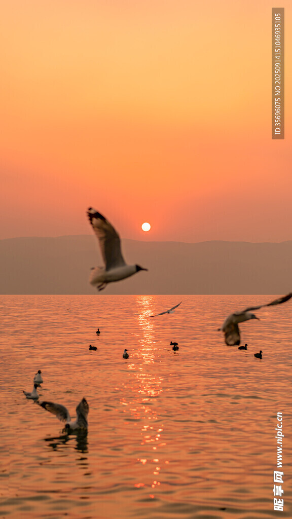 夕阳下海面飞鸟嬉戏