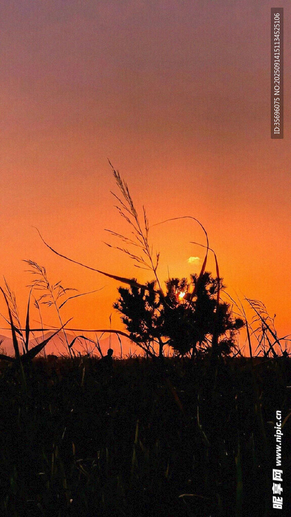 夕阳下的草木剪影