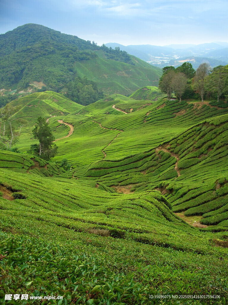 翠绿茶山风景如画