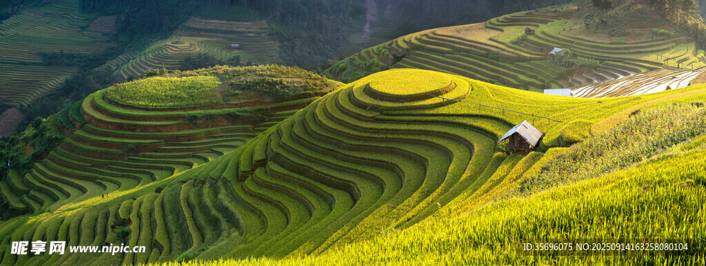 田野