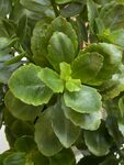 长寿花 翠绿饱满的多肉植物叶片