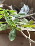 金银花 嫩绿枝叶 生机初显