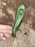 君子兰 奇特绿色植物 根部外露