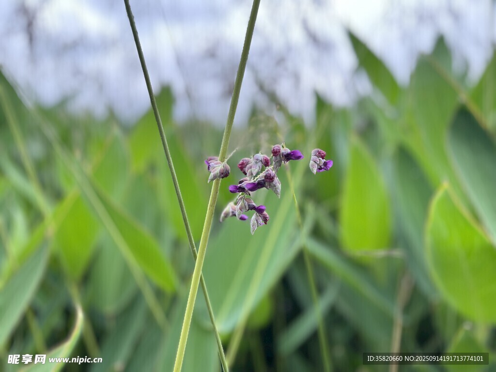 凤凰湖湿地公园再力花