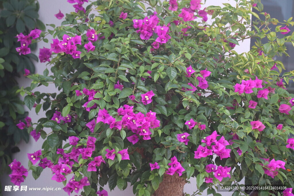叶子花