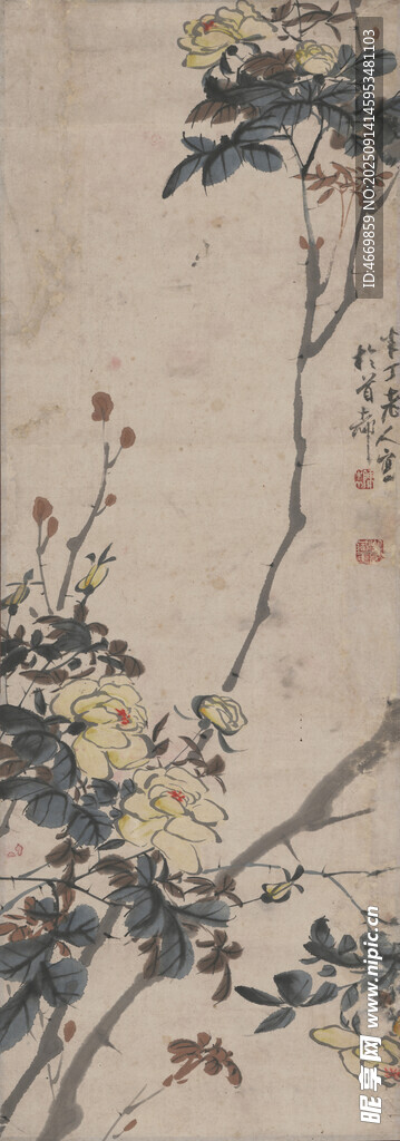 蔷薇花