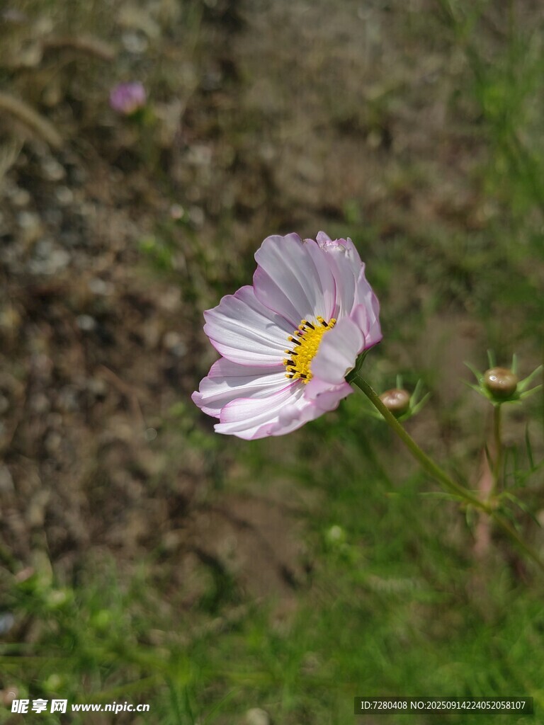 田野中的单朵粉色格桑花
