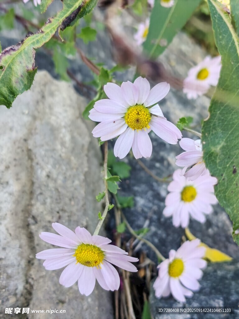岩石旁绽放的素雅小雏菊