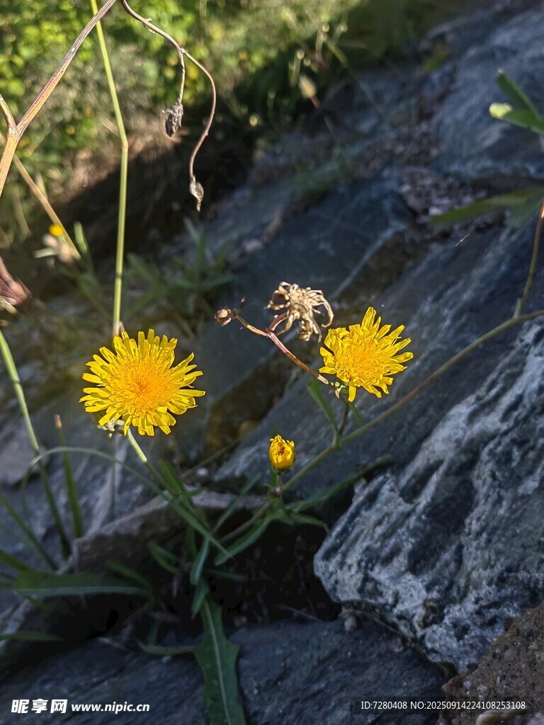 岩石旁绽放的黄色小花