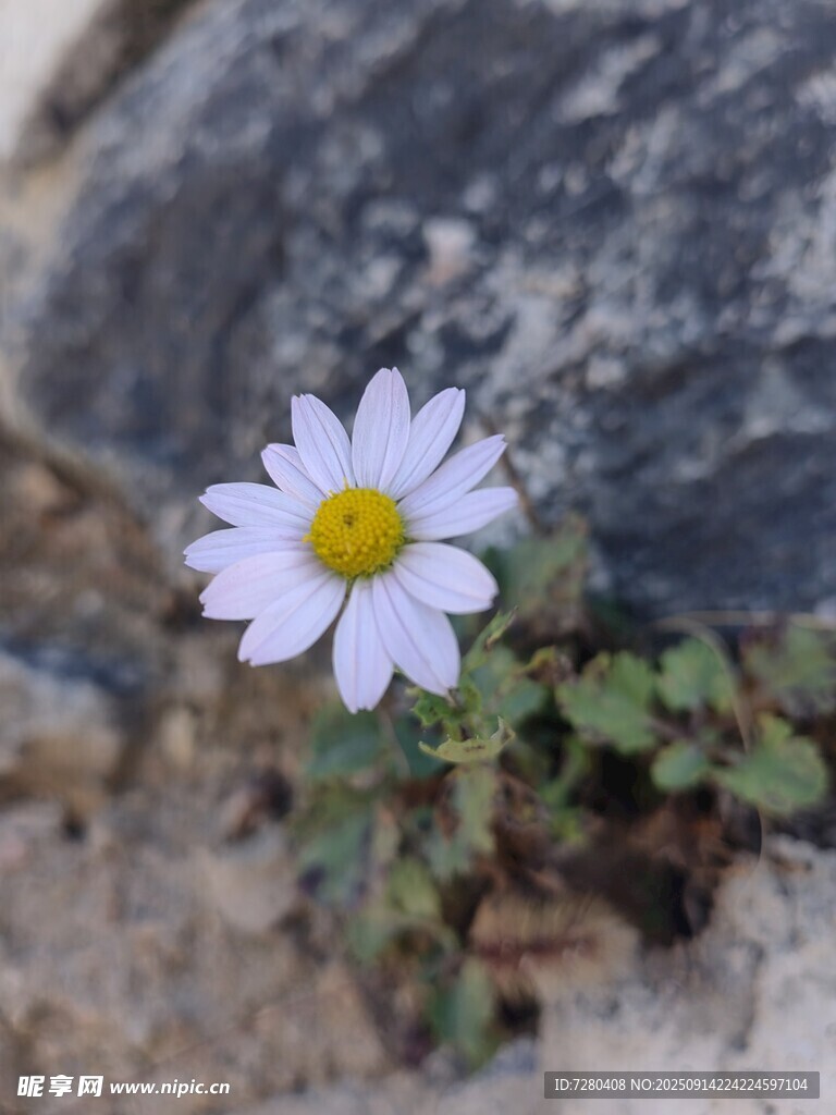 石缝中的小白菊