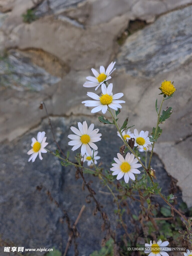 岩石边绽放的小雏菊