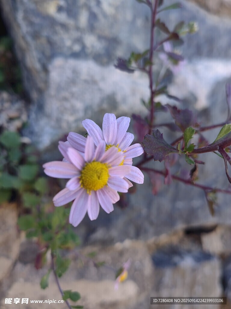 岩石旁绽放的美丽小紫花