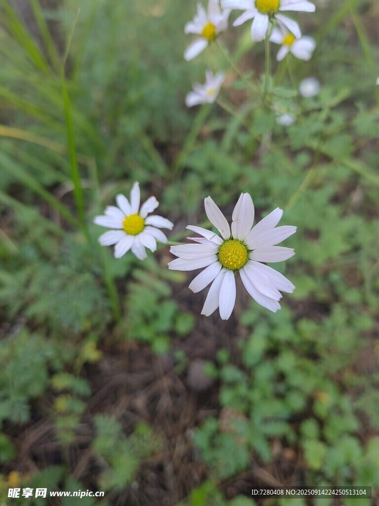 清新雏菊绽放于草丛中