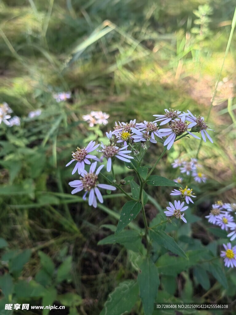 草丛中的紫色小花绽放