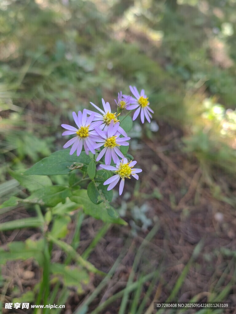 林间绽放的紫色小野花