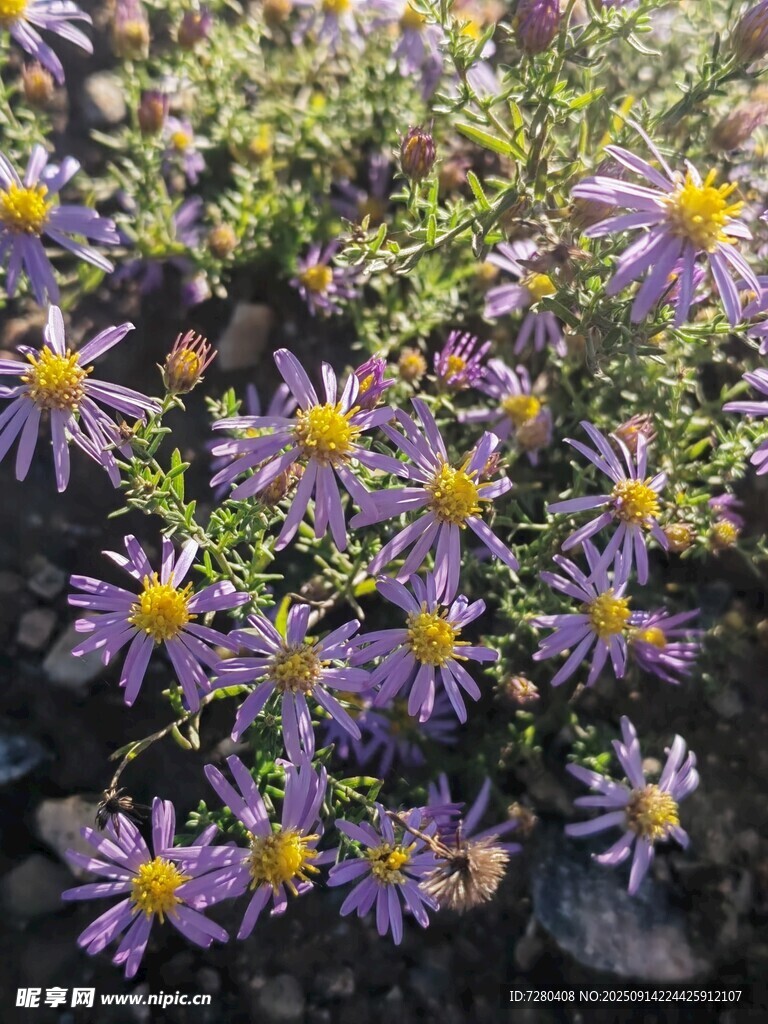 紫色小花绽放的美丽瞬间