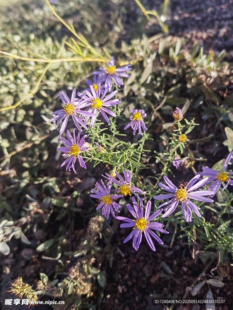紫色小花绽放于草丛中