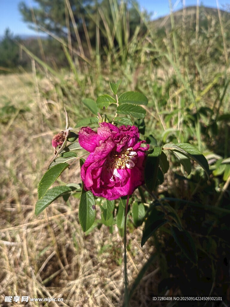 野外绽放的艳丽紫花