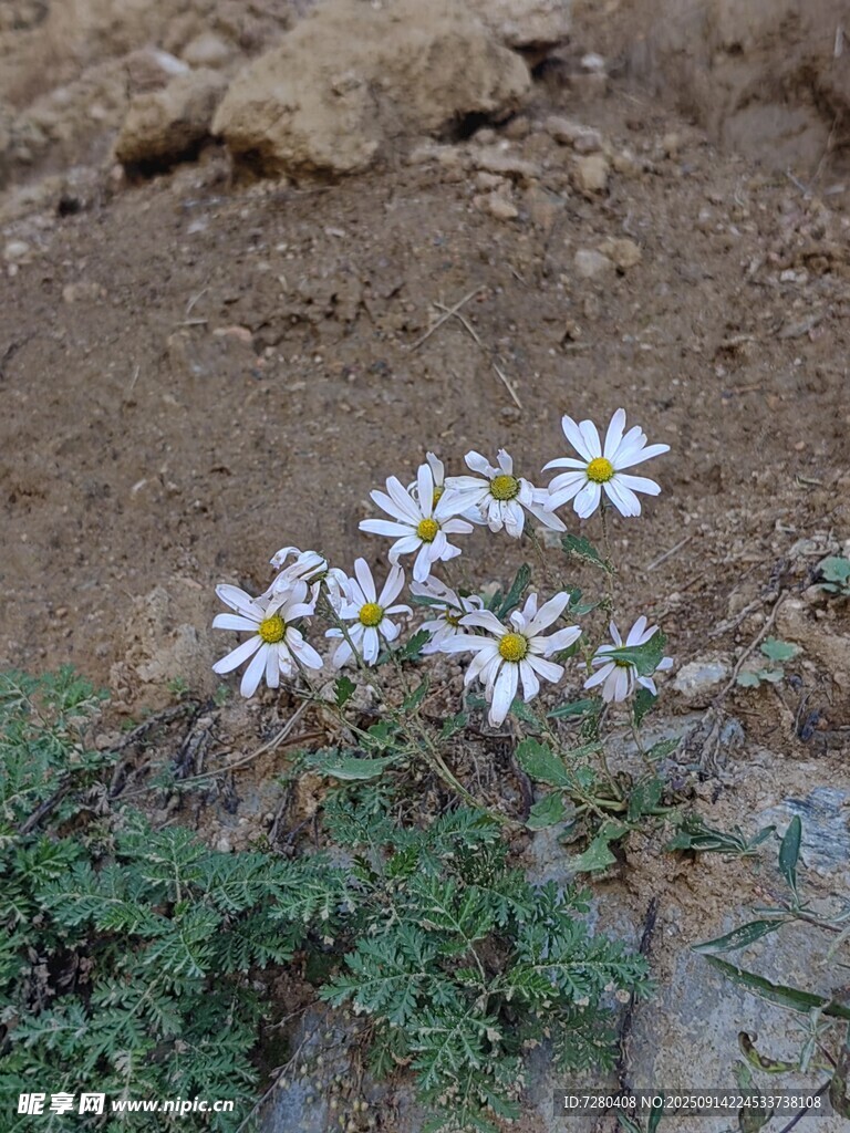 石缝间绽放的素雅小花