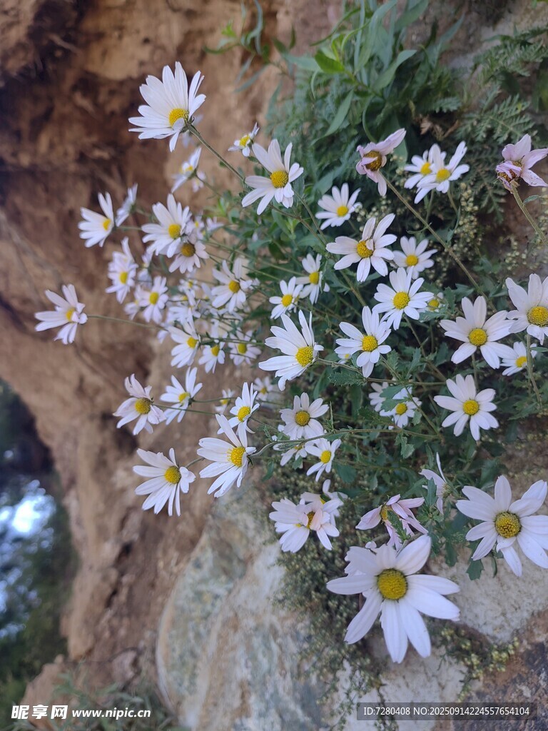 岩石边绽放的清新小雏菊
