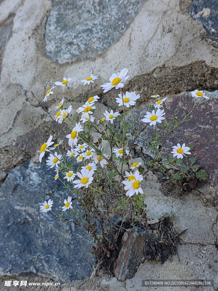 石缝中绽放的小雏菊
