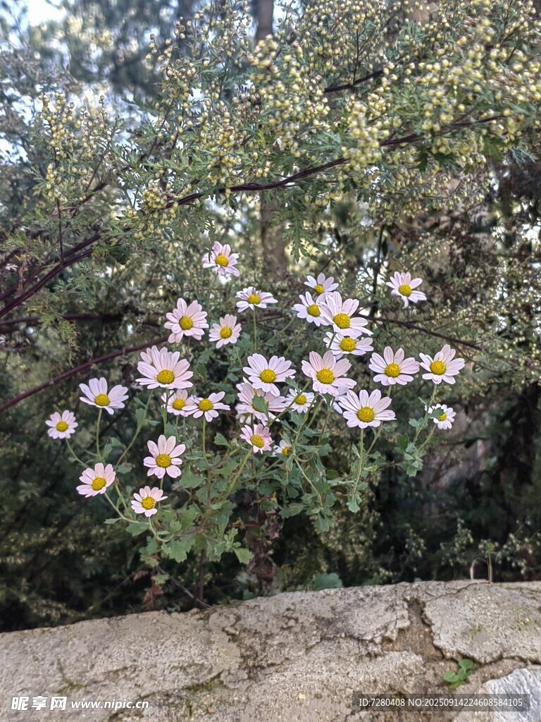 石边绽放的多彩雏菊花丛