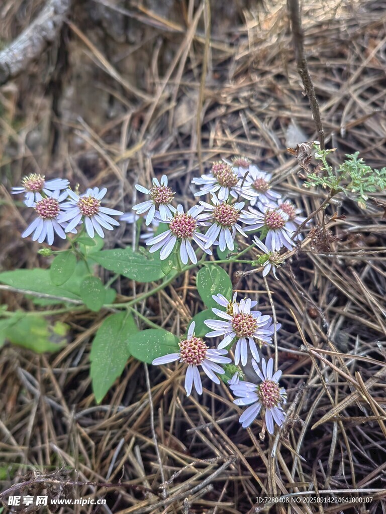 林间绽放的蓝紫色小花