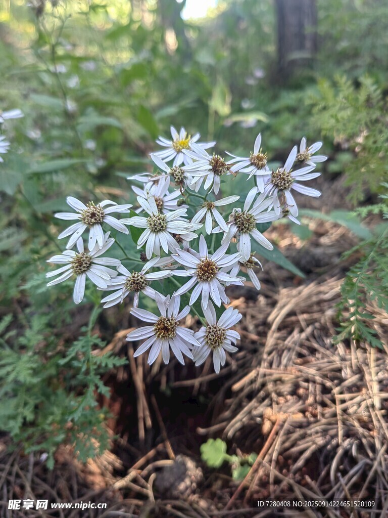 林间绽放的美丽白色小花