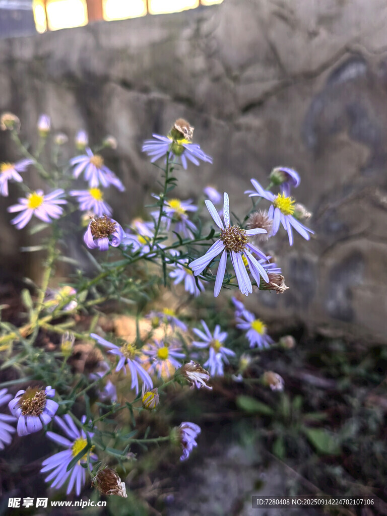 紫色小花绽放于石旁