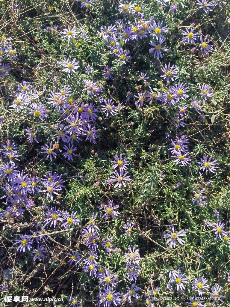 紫色花丛绽放生机