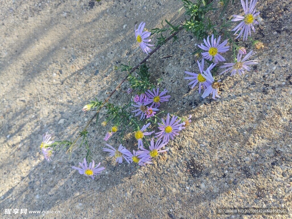 石缝中绽放的紫色小花